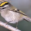 Golden-crowned Kinglet